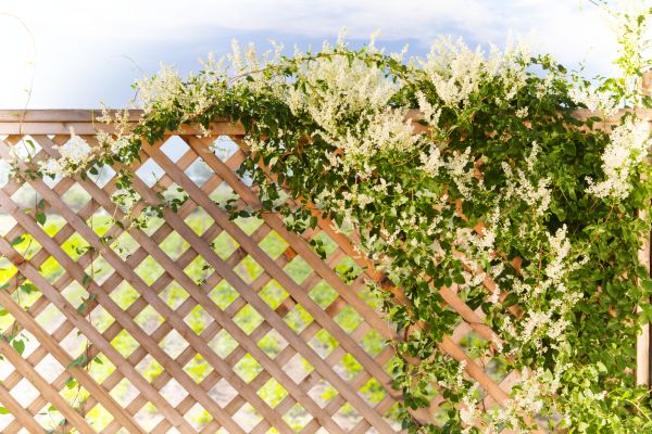 Lattice Repair in Statesville