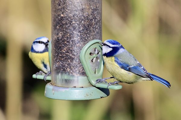 Bird Feeder Mounting Service in Statesville