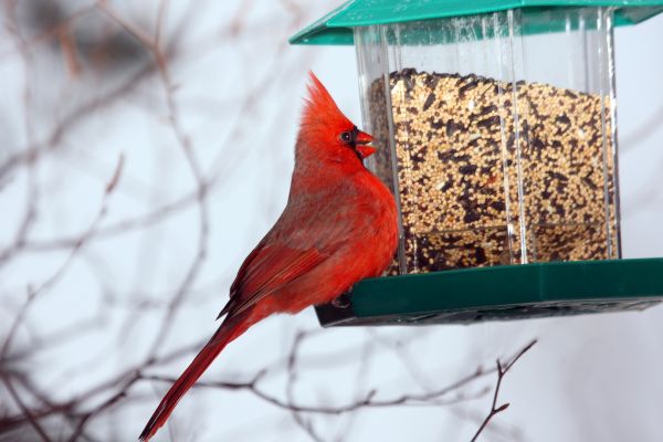 Bird Feeder Hanging in Statesville