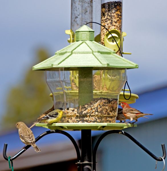 Bird Feeder Installation in Statesville